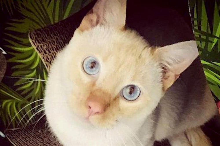 Cats in Phoenix looking for their fur-ever homes