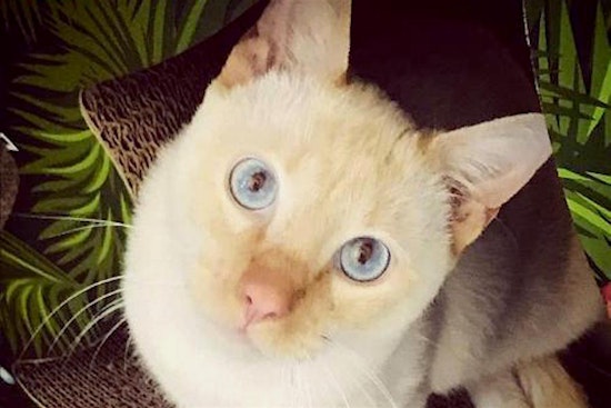 Cats in Phoenix looking for their fur-ever homes
