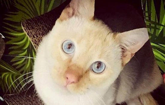 Cats in Phoenix looking for their fur-ever homes