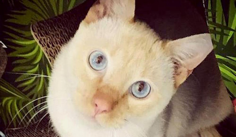 Cats in Phoenix looking for their fur-ever homes