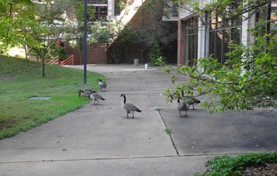 Top St. Louis news: New chancellor for UMSL; ex-police officer faces new felony charges; more