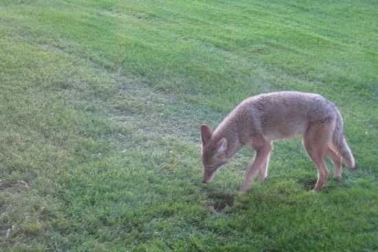 Top Miami news: Coyote sighted in El Portal; panel suggests police covered up fatal chase; more