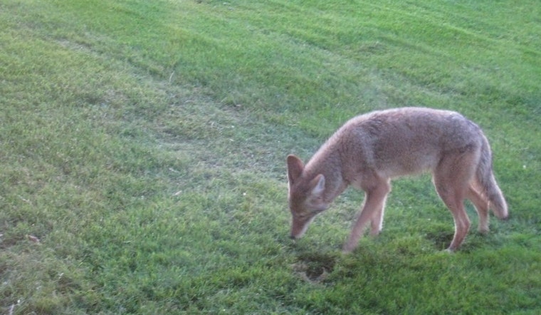 Top Miami news: Coyote sighted in El Portal; panel suggests police covered up fatal chase; more