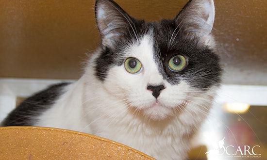 Want to adopt a pet? Here are 3 lovable kitties to adopt now in Irvine