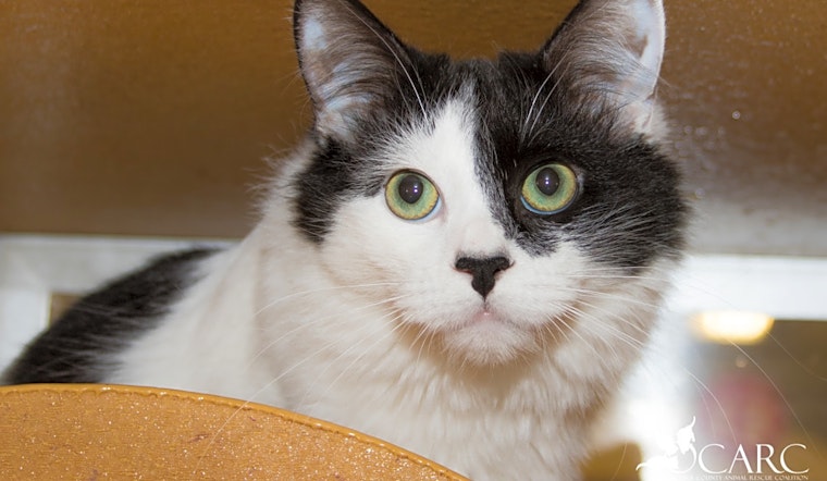 Want to adopt a pet? Here are 3 lovable kitties to adopt now in Irvine