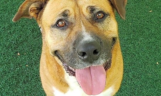 Want to adopt a pet? Here are 5 cuddly canines to adopt now in Chula Vista