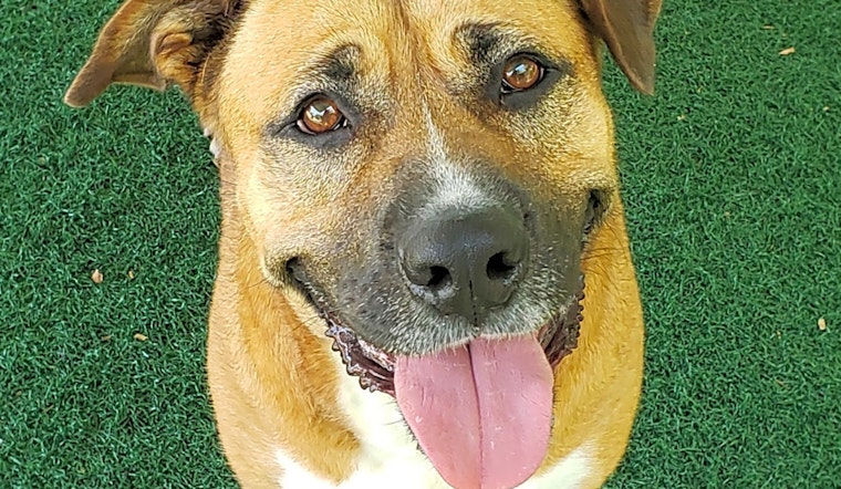Want to adopt a pet? Here are 5 cuddly canines to adopt now in Chula Vista