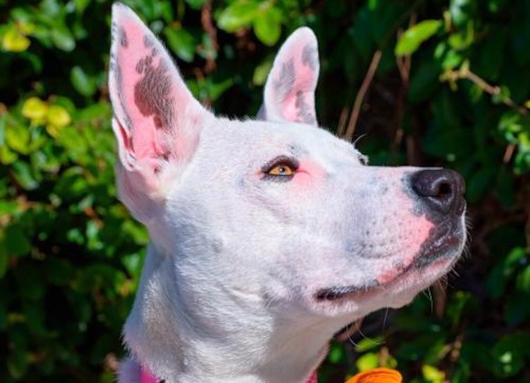 Looking to adopt a pet? Here are 4 delightful doggies to adopt now in Sunnyvale