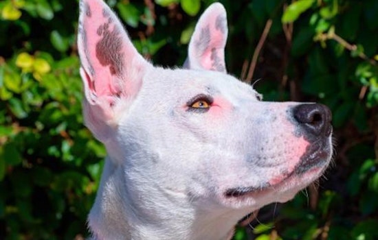 Looking to adopt a pet? Here are 4 delightful doggies to adopt now in Sunnyvale