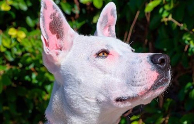 Looking to adopt a pet? Here are 4 delightful doggies to adopt now in Sunnyvale