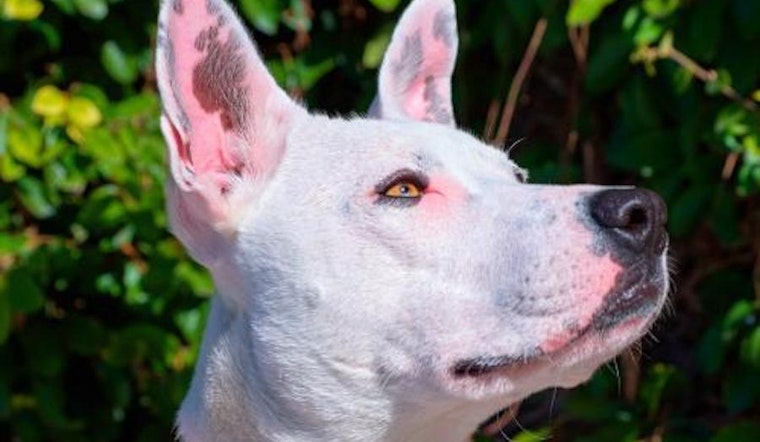 Looking to adopt a pet? Here are 4 delightful doggies to adopt now in Sunnyvale
