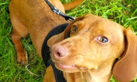 3 adorable pups to adopt now in Portland