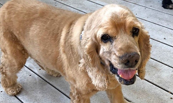 3 cuddly canines to adopt now in Sacramento