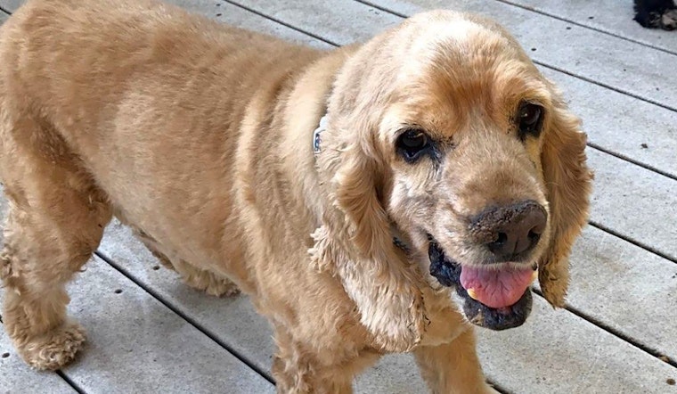 3 cuddly canines to adopt now in Sacramento