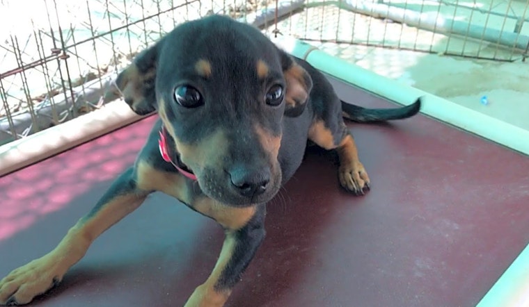 5 precious puppies to adopt now in Fresno