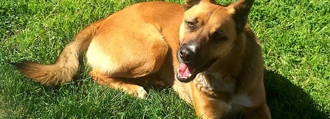 6 cuddly canines to adopt now in Riverside