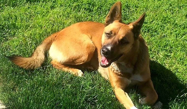 6 cuddly canines to adopt now in Riverside
