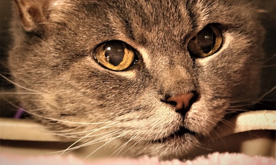 Want to adopt a pet? Here are 3 charming cats to adopt now in Worcester
