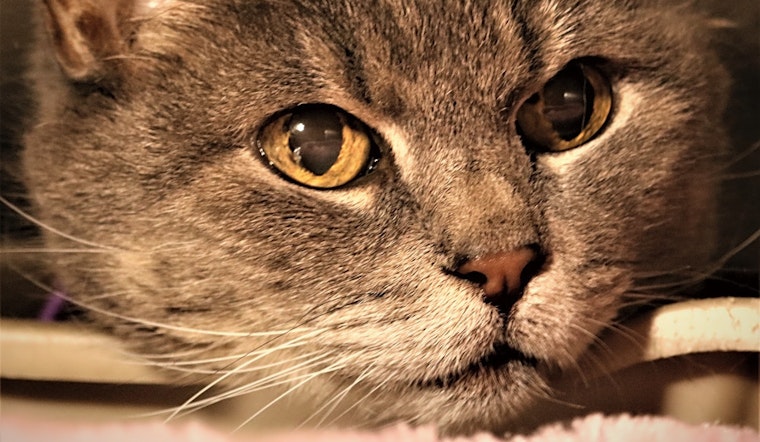 Want to adopt a pet? Here are 3 charming cats to adopt now in Worcester