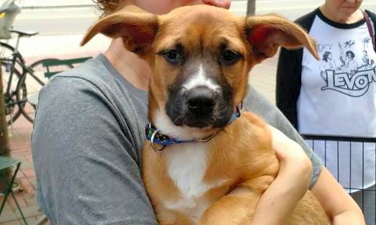 These Durham-based puppies are up for adoption and in need of a good home