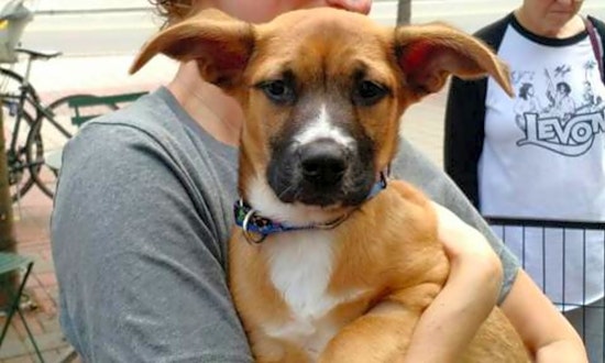 These Durham-based puppies are up for adoption and in need of a good home