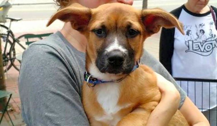 These Durham-based puppies are up for adoption and in need of a good home
