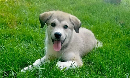 Cuddly canines to adopt now in Nashville