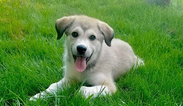 Cuddly canines to adopt now in Nashville