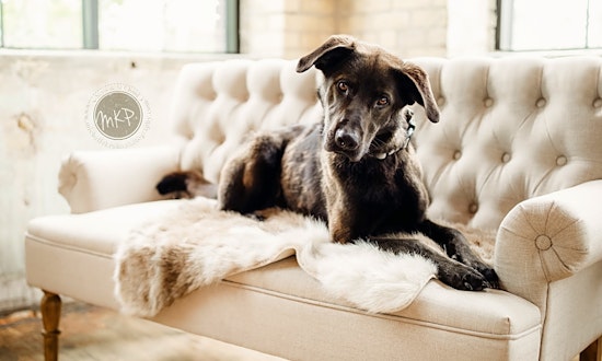 Want to adopt a pet? Here are 3 lovable pups to adopt now in Minneapolis