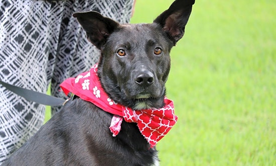 Want to adopt a pet? Here are 5 lovable pups to adopt now in Memphis