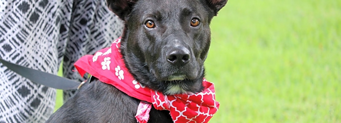 Want to adopt a pet? Here are 5 lovable pups to adopt now in Memphis