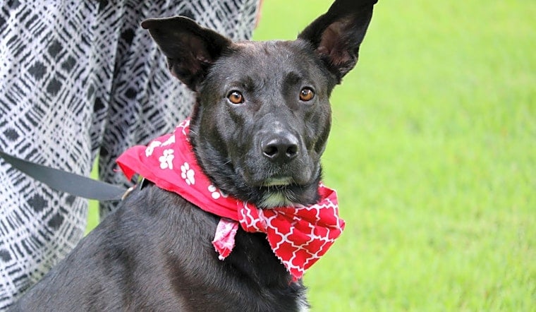 Want to adopt a pet? Here are 5 lovable pups to adopt now in Memphis