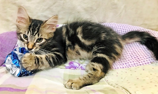 These Kansas City-based kittens are up for adoption and in need of a good home