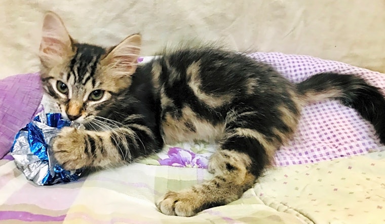 These Kansas City-based kittens are up for adoption and in need of a good home