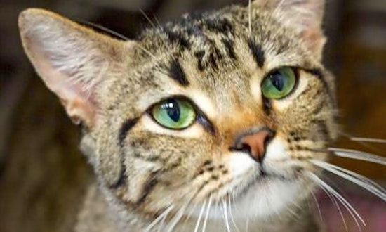 These Wichita-based felines are up for adoption and in need of a good home