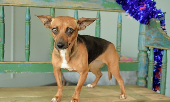 6 perfect puppies to adopt now in San Antonio