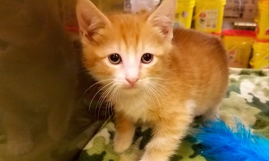 Want to adopt a cat? Here are 5 cheeky felines to adopt now in Plano