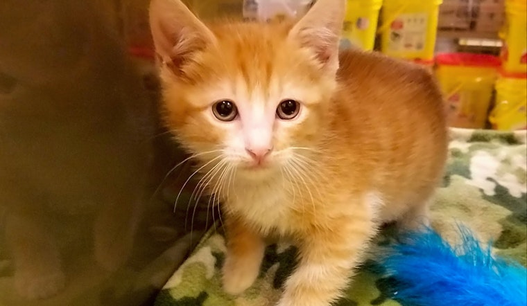 Want to adopt a cat? Here are 5 cheeky felines to adopt now in Plano