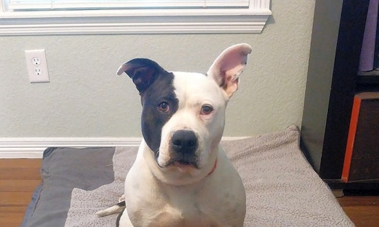 These Aurora-based canines are up for adoption and in need of a good home