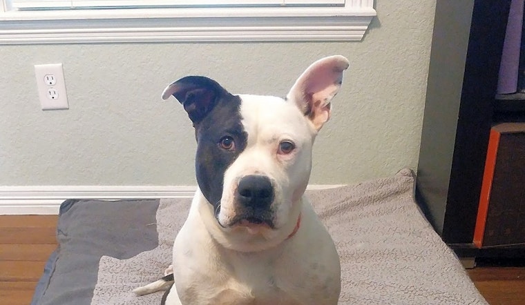 These Aurora-based canines are up for adoption and in need of a good home