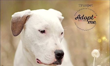 Want to adopt a pet? Here are 6 adorable pups to adopt now in Omaha