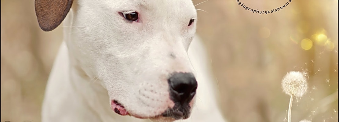 Want to adopt a pet? Here are 6 adorable pups to adopt now in Omaha
