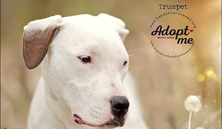 Want to adopt a pet? Here are 6 adorable pups to adopt now in Omaha