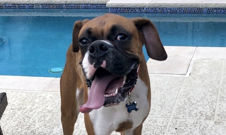 Dogs in Dallas looking for their fur-ever homes