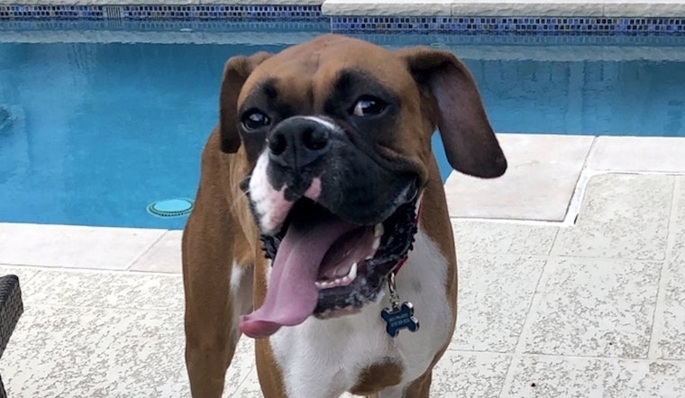 Dogs in Dallas looking for their fur-ever homes