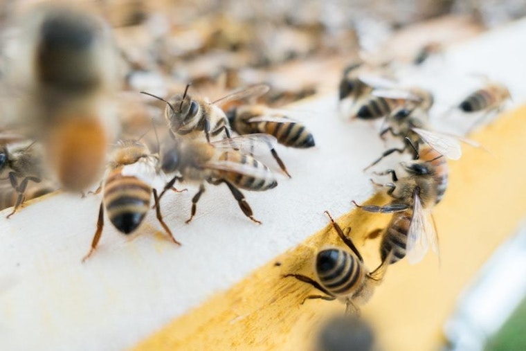 Top Austin news: Woman accused of dumping baby gets probation; get the buzz on local beekeeper; more