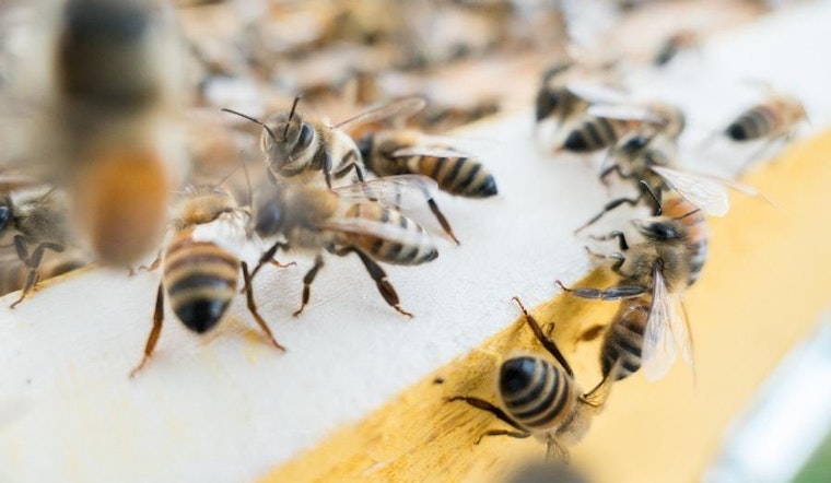 Top Austin news: Woman accused of dumping baby gets probation; get the buzz on local beekeeper; more