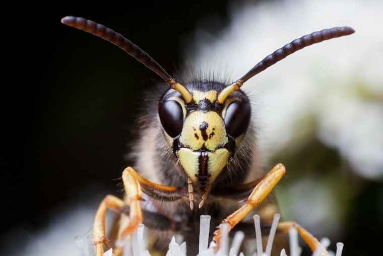 Top Raleigh news: Woman finds massive wasp nest in her tree; autopsy shows officer shot man 8 times
