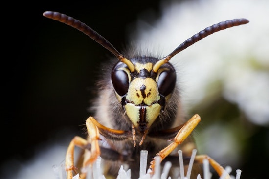 Top Raleigh news: Woman finds massive wasp nest in her tree; autopsy shows officer shot man 8 times