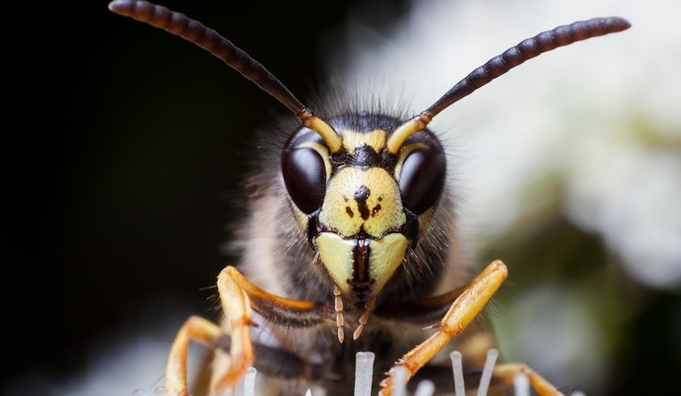Top Raleigh news: Woman finds massive wasp nest in her tree; autopsy shows officer shot man 8 times